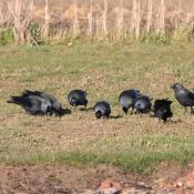 Jackdaws