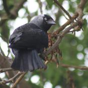 Jackdaw