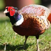 Pheasant