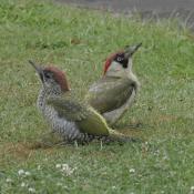 Woodpeckers