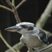 Kookaburra