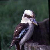 Kookaburra