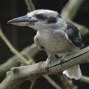 Kookaburra