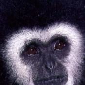 Gibbon