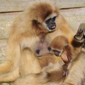 Gibbon