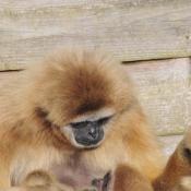 Gibbon