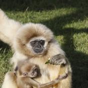 Gibbon