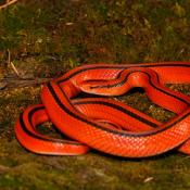 Ratsnake