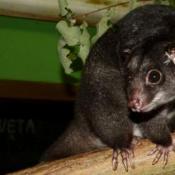 Cuscus