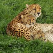 Cheetahs