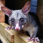 Silver Possum