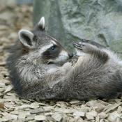 Raccoon