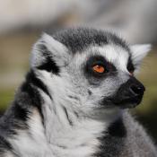 Lemur