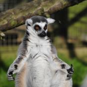 Lemur