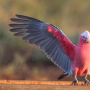 Galah