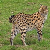 Serval