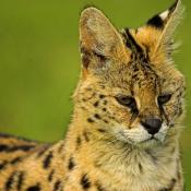 Serval