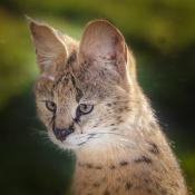 Serval