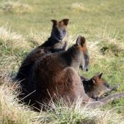 Wallaby