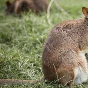 Parma Wallabies