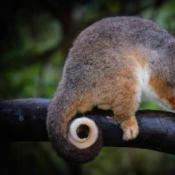 Ringtail Possum