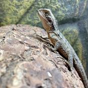 Eastern Water Dragon