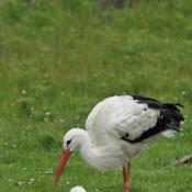 Stork