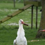 Stork