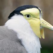 Wattled Plover