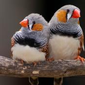 Zebra Finch