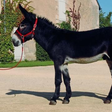 Grand Noir du Berry Donkey