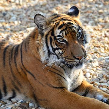 Malayan Tiger