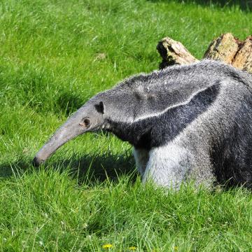 Giant Anteater