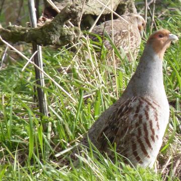 The Grey Partridge is a game bird native to England.  Changes in agricultural management, wetter springs and uncontrolled increase in predators has resulted in a dramatic 90% reduction in its numbers in just a few decades.  It has disappeared from the area around the Park, where it used to be found.  In conjunction with a number of conservation bodies, Hamerton Zoo Park is starting a feasibility study in spring 2019 with a view to breeding the Grey Partridge in captivity here at the zoo, and releasing the young birds in the local area.  Five pairs of Partridges will be arriving at the Park this year; one pair moving into one of our on-show aviaries and the others housed in specially constructed breeding pens in various secluded location.