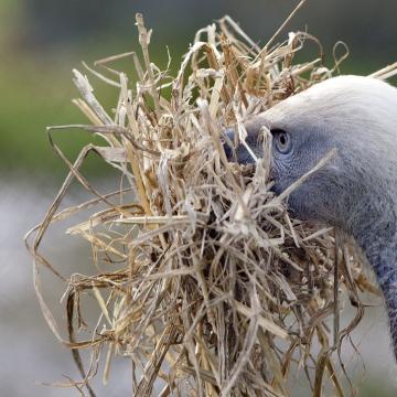 Ruppel's Griffon Vulture with nesting material