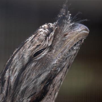 Tawny Frogmouth