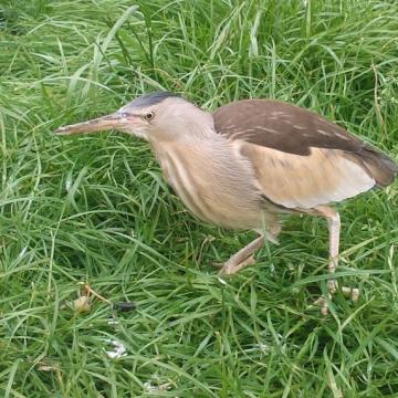 Little Bittern