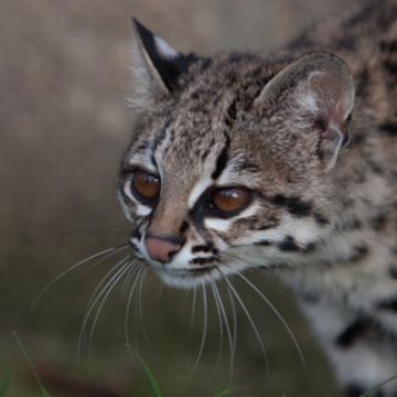 Oncilla or TigerCat