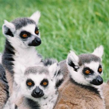 Ring-tailed Lemurs