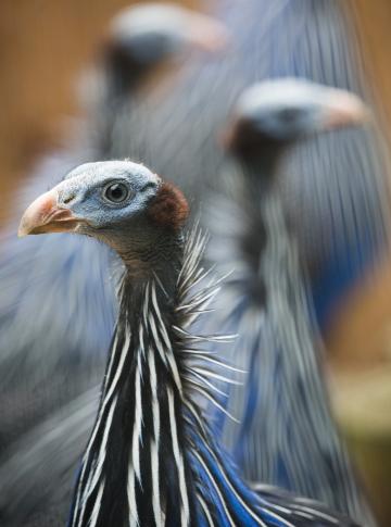 Guineafowl