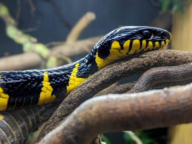 Mangrove Snake