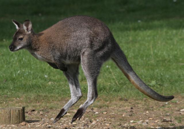 Bennett's Wallaby