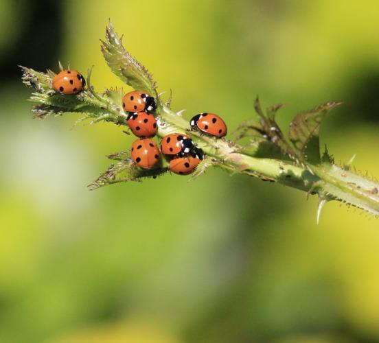 Ladybirds