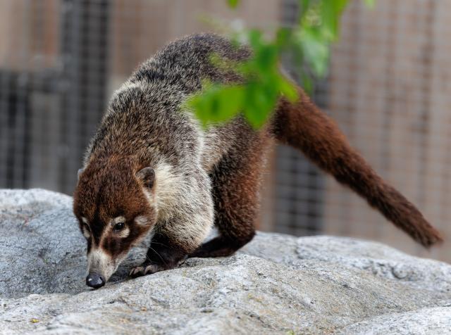 White-nosed Coati