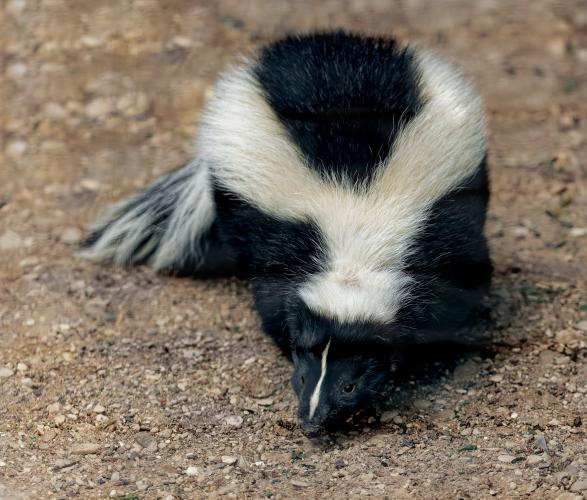 Striped Skunk