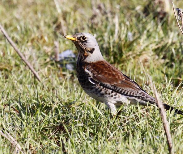 Fieldfare