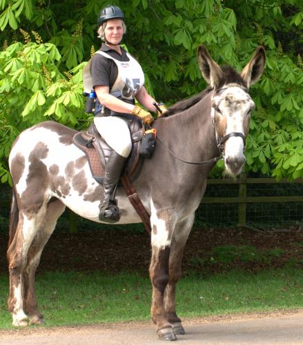 American Mammoth Donkey