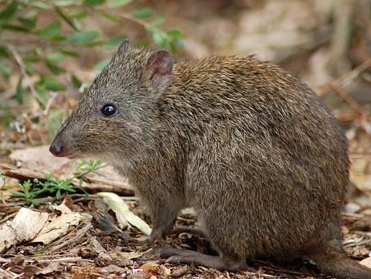 Potoroo