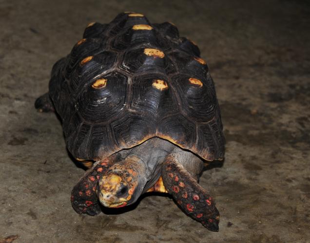 Red-footed Tortoise