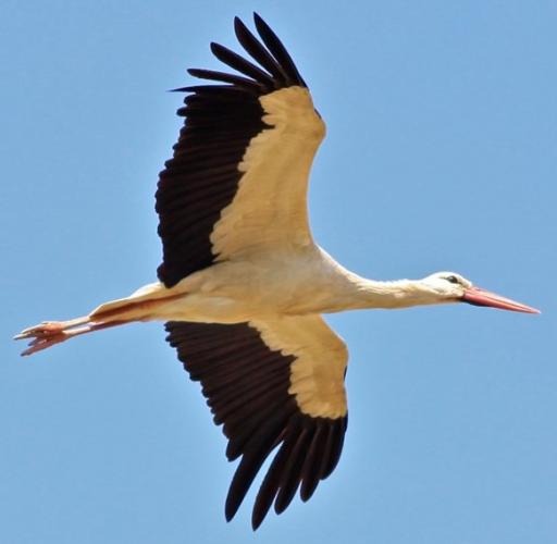 White Stork re-introduction